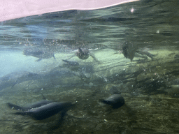 King Penguins and Gentoo Penguins under water at the Falklands section at the Oceanium at the Diergaarde Blijdorp zoo
