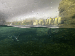 King Penguins and Gentoo Penguins under water at the Falklands section at the Oceanium at the Diergaarde Blijdorp zoo