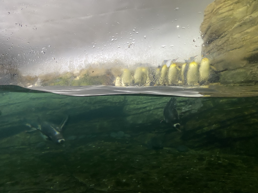 King Penguins and Gentoo Penguins under water at the Falklands section at the Oceanium at the Diergaarde Blijdorp zoo