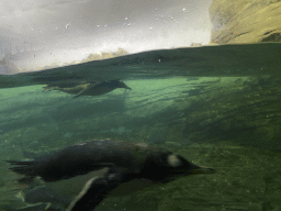 King Penguins and Gentoo Penguins under water at the Falklands section at the Oceanium at the Diergaarde Blijdorp zoo