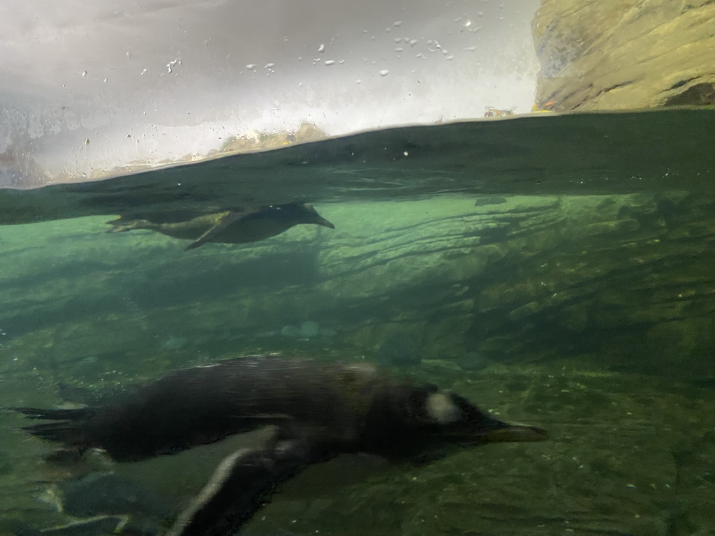 King Penguins and Gentoo Penguins under water at the Falklands section at the Oceanium at the Diergaarde Blijdorp zoo