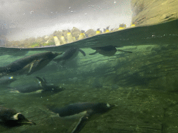 King Penguins and Gentoo Penguins under water at the Falklands section at the Oceanium at the Diergaarde Blijdorp zoo