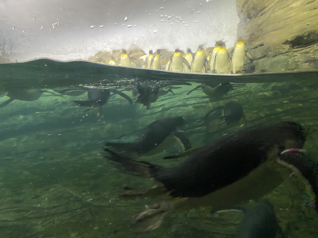 King Penguins and Gentoo Penguins under water at the Falklands section at the Oceanium at the Diergaarde Blijdorp zoo