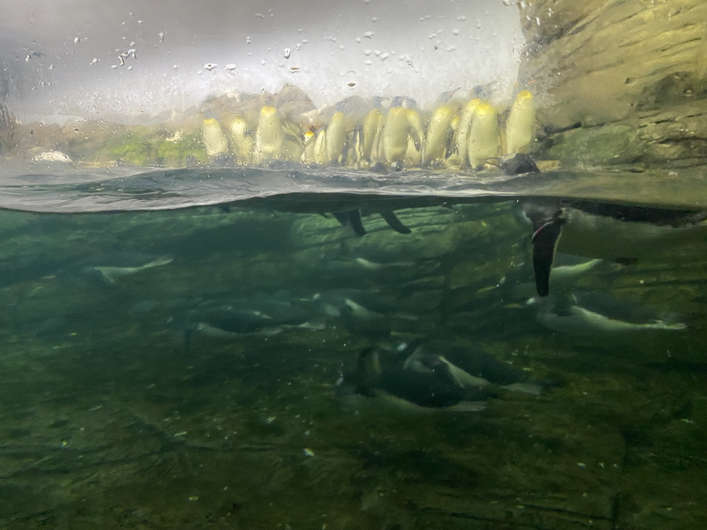 King Penguins and Gentoo Penguins under water at the Falklands section at the Oceanium at the Diergaarde Blijdorp zoo