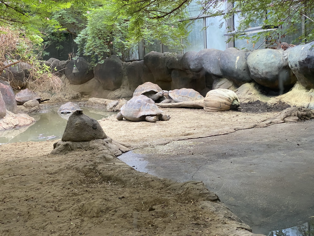 Galapagos Tortoises at the Galapagos section at the Oceanium at the Diergaarde Blijdorp zoo