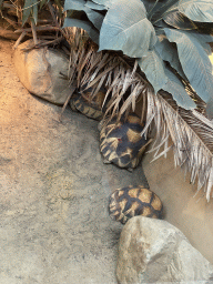 Tortoises at the Nature Conservation Center at the Oceanium at the Diergaarde Blijdorp zoo