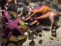 Starfishes at the Oceanium at the Diergaarde Blijdorp zoo