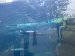 California Sea Lions under water at the Oceanium at the Diergaarde Blijdorp zoo