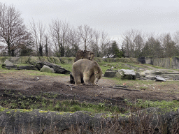 Polar Bear being fed at the North America area at the Diergaarde Blijdorp zoo