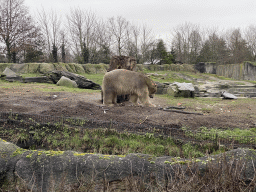 Polar Bear being fed at the North America area at the Diergaarde Blijdorp zoo