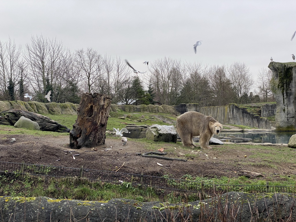 Polar Bear being fed at the North America area at the Diergaarde Blijdorp zoo