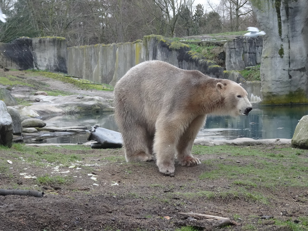 Polar Bear being fed at the North America area at the Diergaarde Blijdorp zoo