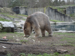 Polar Bear being fed at the North America area at the Diergaarde Blijdorp zoo
