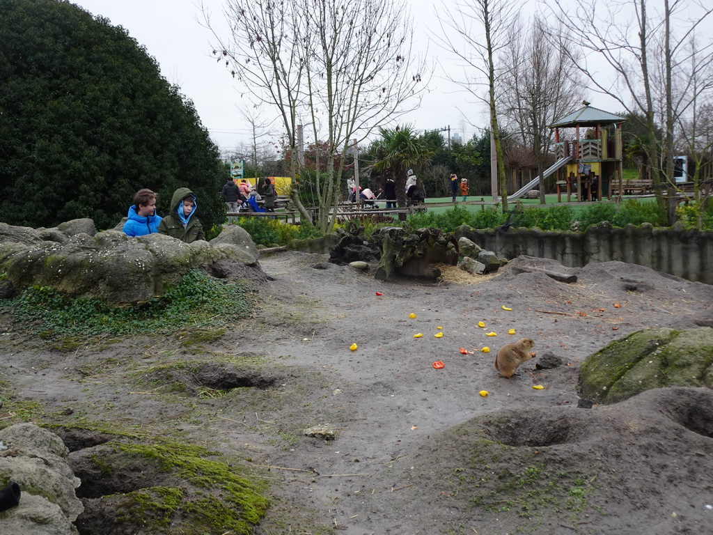 Max and his friend with a Black-tailed Prairie Dog at the North America area at the Diergaarde Blijdorp zoo