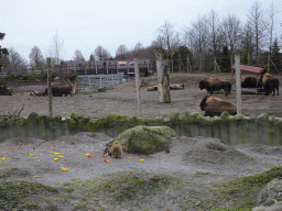 Black-tailed Prairie Dog and American Bisons at the North America area at the Diergaarde Blijdorp zoo