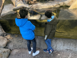 Max and his friend with a Yellow Anaconda in the Amazonica building at the South America area at the Diergaarde Blijdorp zoo