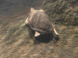 Spot-legged Turtle at the Amazonica building at the South America area at the Diergaarde Blijdorp zoo