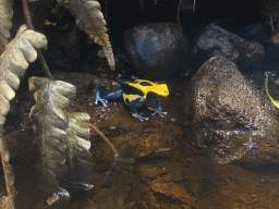 Dying Poison Frog at the Amazonica building at the South America area at the Diergaarde Blijdorp zoo