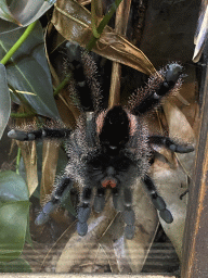 Tarantula at the Amazonica building at the South America area at the Diergaarde Blijdorp zoo