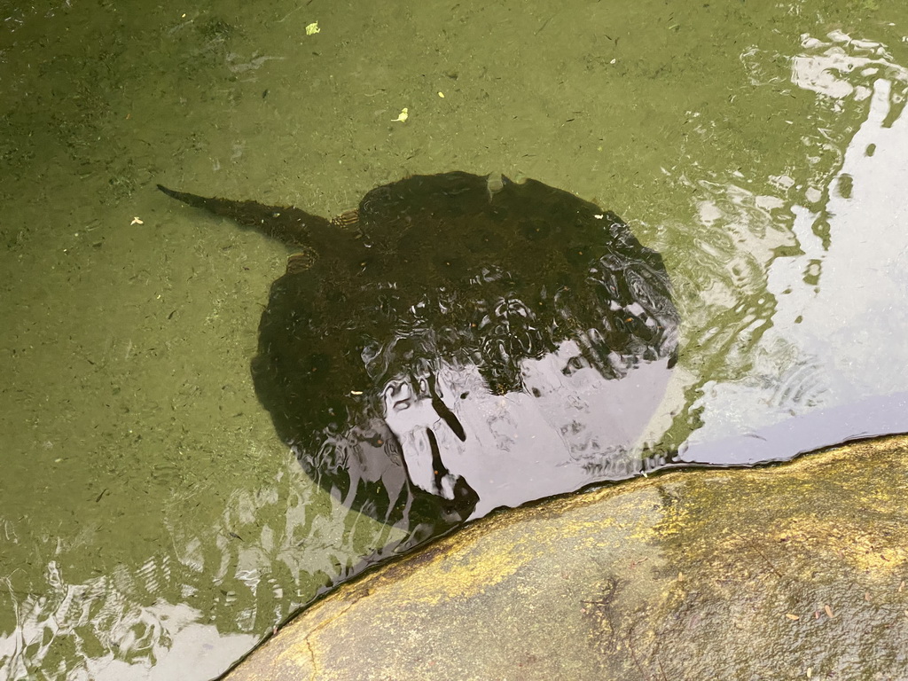 Stingray at the Amazonica building at the South America area at the Diergaarde Blijdorp zoo