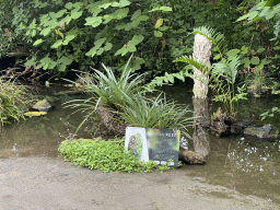 Urban Reef in the Amazonica building at the South America area at the Diergaarde Blijdorp zoo, with explanation