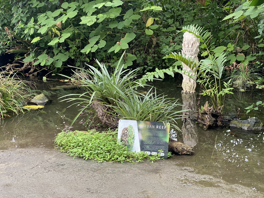 Urban Reef in the Amazonica building at the South America area at the Diergaarde Blijdorp zoo, with explanation