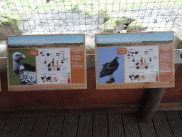 Explanation on the Rüppell`s Vulture and the White-headed Vulture at the Gierenrots area at the Africa area at the Diergaarde Blijdorp zoo