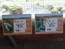 Explanation on the African White-backed Vulture and the Hooded Vulture at the Gierenrots area at the Africa area at the Diergaarde Blijdorp zoo