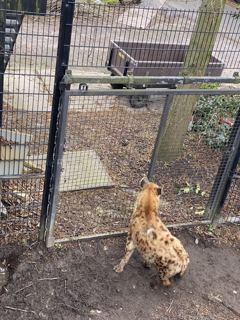 Spotted Hyena at the Africa area at the Diergaarde Blijdorp zoo