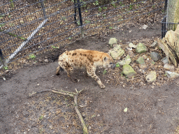 Spotted Hyena at the Africa area at the Diergaarde Blijdorp zoo