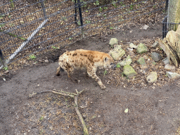 rotterdam_15_102 - 575 kb - 1024x768 - Spotted Hyena at the Africa area at the Diergaarde Blijdorp zoo Spotted Hyena at the Africa area at the Diergaarde Blijdorp zoo