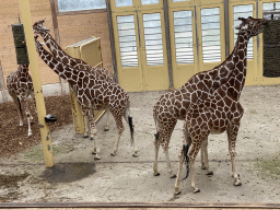 rotterdam_15_103 - 445 kb - 1024x768 - Giraffes at the Africa area at the Diergaarde Blijdorp zoo Giraffes at the Africa area at the Diergaarde Blijdorp zoo