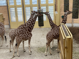 Giraffes at the Africa area at the Diergaarde Blijdorp zoo