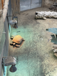 rotterdam_15_105 - 419 kb - 768x1024 - African Spurred Tortoises at the Crocodile River at the Africa area at the Diergaarde Blijdorp zoo African Spurred Tortoises at the Crocodile River at the Africa area at the Diergaarde Blijdorp zoo