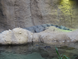 Slender Snouted Crocodile at the Crocodile River at the Africa area at the Diergaarde Blijdorp zoo