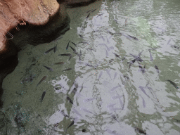 rotterdam_15_108 - 349 kb - 1024x768 - Mozambique Tilapias at the Crocodile River at the Africa area at the Diergaarde Blijdorp zoo Mozambique Tilapias at the Crocodile River at the Africa area at the Diergaarde Blijdorp zoo
