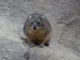 Rock Hyrax at the Crocodile River at the Africa area at the Diergaarde Blijdorp zoo