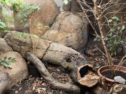 Black and Rufous Elephant Shrew at the Africa area at the Diergaarde Blijdorp zoo