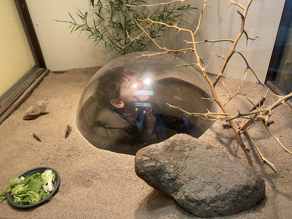 Max with Migratory Locusts at the Africa area at the Diergaarde Blijdorp zoo