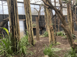 Okapi at the Congo section at the Africa area at the Diergaarde Blijdorp zoo