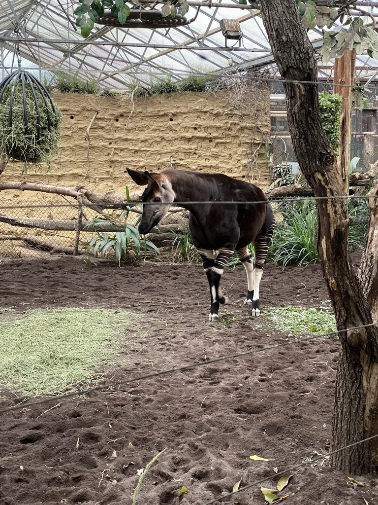 Okapi at the Congo section at the Africa area at the Diergaarde Blijdorp zoo