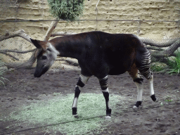 Okapi at the Congo section at the Africa area at the Diergaarde Blijdorp zoo