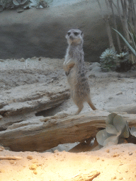 Meerkat at the Congo section at the Africa area at the Diergaarde Blijdorp zoo