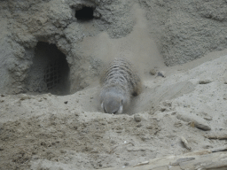Meerkat digging a tunnel at the Congo section at the Africa area at the Diergaarde Blijdorp zoo