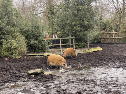 Red River Hogs at the Africa area at the Diergaarde Blijdorp zoo