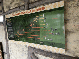 Information on primate evolution at the Western Lowland Gorilla enclosure at the Africa area at the Diergaarde Blijdorp zoo
