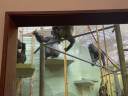 `Bokito` and other Western Lowland Gorillas at the Dikhuiden section of the Rivièrahal building at the Africa area at the Diergaarde Blijdorp zoo