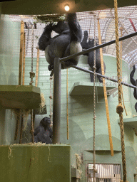 `Bokito` and other Western Lowland Gorillas at the Dikhuiden section of the Rivièrahal building at the Africa area at the Diergaarde Blijdorp zoo