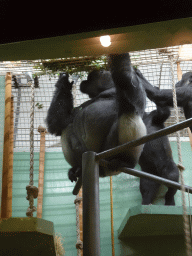 `Bokito` and other Western Lowland Gorillas at the Dikhuiden section of the Rivièrahal building at the Africa area at the Diergaarde Blijdorp zoo