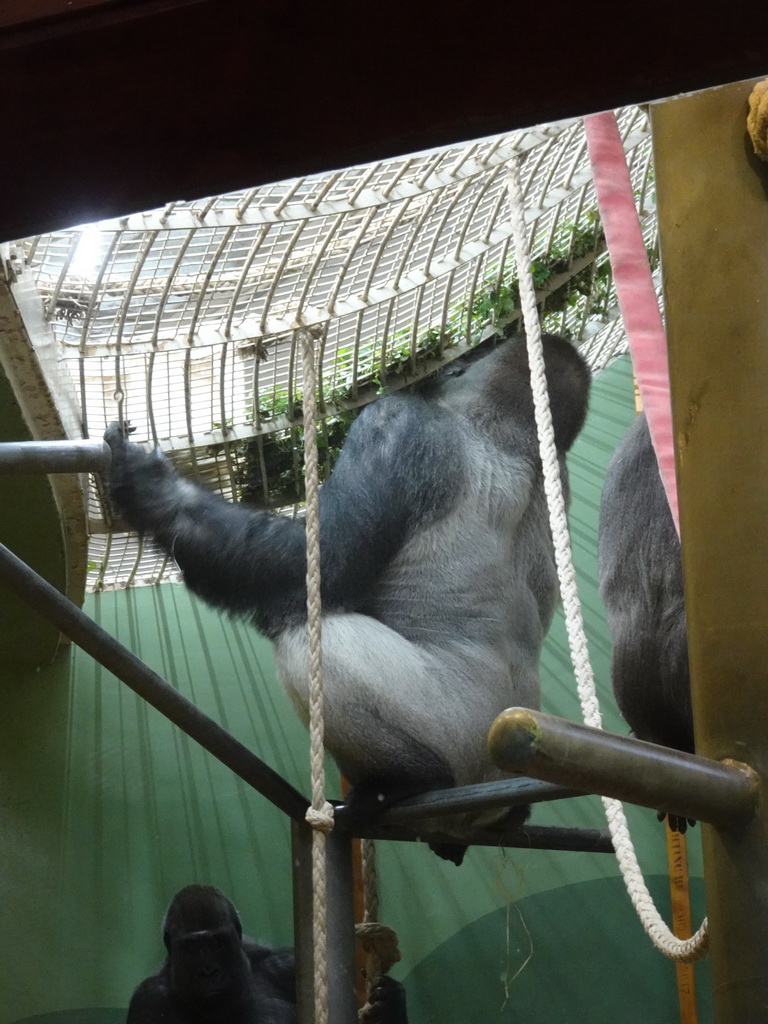 `Bokito` and other Western Lowland Gorillas at the Dikhuiden section of the Rivièrahal building at the Africa area at the Diergaarde Blijdorp zoo